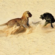 A Leopard About to Kill a Baboon (John Dominis)