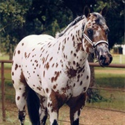 Bay Leopard Appaloosa