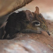 Rufous Elephant Shrew