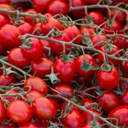 Tomato on the Vine