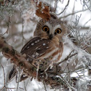 Northern Saw-Whet Owl