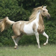 Palomino Tobiano