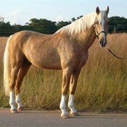 Palomino