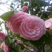 Natural Geometry of a Flower