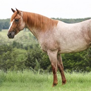 Red Roan