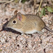 Bushveld Elephant Shrew