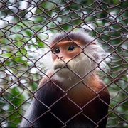 Endangered Primate Rescue Center, Vietnam