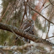 Northern Pygmy-Owl