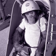 Ham the Chimp (NASA)