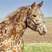 Peacock Appaloosa