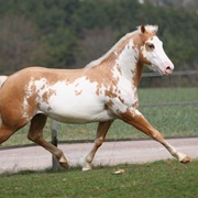 Palomino Overo