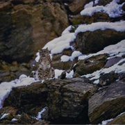 Snow Leopard (Dr. George Schaller)