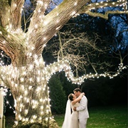 Illuminated Tree Limbs