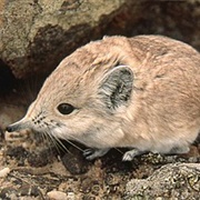 Namib Round-Eared Sengi