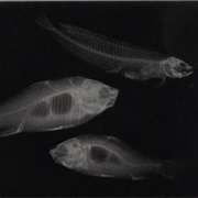 X-Ray of Angelfish &amp; Surgeonfish (Eduard Valenta and Josef Maria Eder)