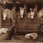 Portrait of Captain Oates (Herbert Ponting)