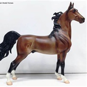 American Saddlebred Stallion