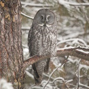 Great-Gray Owl