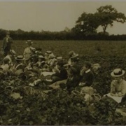 Strawberry Farm (F. J. Mortimer)