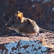 Karoo Rock Elephant Shrew