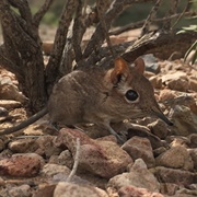 Somali Elephant Shrew