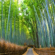 Arashiyama Bamboo Grove