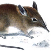 Western Rock Elephant Shrew