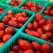 Windsor Plum Tomatoes