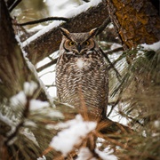 Great-Horned Owl