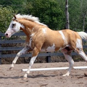 Palomino Sabino