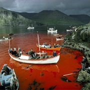 Whaling in the Faroe Islands (Adam Woolfitt)