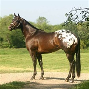 Bay Blanket Appaloosa