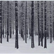 Fir Trees in Winter (Albert Renger-Patzsch)