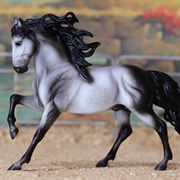 Andalusian Stallion