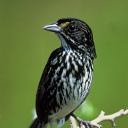 Dusky Seaside Sparrow