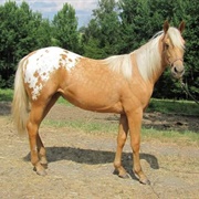 Palomino Blanket