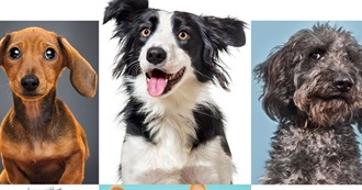 Top 10 Dog Breeds