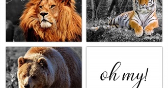 Lions + Tigers + Bears