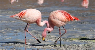 Fictional Flamingoes