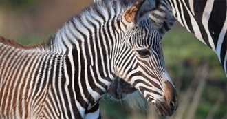 Cute Baby Zoo Animals