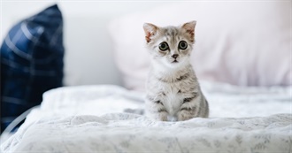 Daily Dose of Cute #2 (Cats)