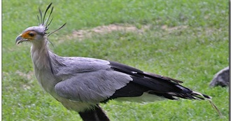 Monotypic Bird Families (Only One Species)