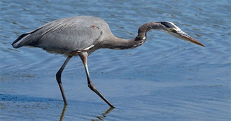 Wading Birds of North America