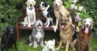 Popular Dog Breeds