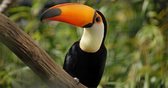 Fictional Toucans/Woodpeckers