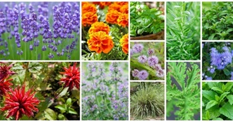 25 Mosquito Repellent Plants