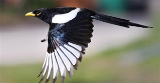 California&#39;s Special Birds