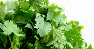 15 Foods With Cilantro/Coriander Greens