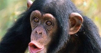 &#39;C&#39; Is for Chimpanzee