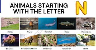 &quot;N&quot; Animals